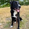lieber großer Cody sucht sein Zuhause