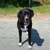 lieber großer Cody sucht sein Zuhause