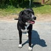 lieber großer Cody sucht sein Zuhause