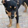 Grisu sucht eine liebevolle Familie
