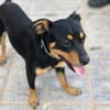 Grisu sucht eine liebevolle Familie