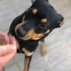 Grisu sucht eine liebevolle Familie