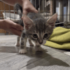 BILLY (a trouvé sa famille)