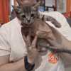 BLITZ en cours d'adoption