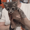 BLITZ en cours d'adoption