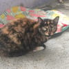 RAJAO (en cours d'adoption)