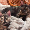 MENCHU et JANNIS