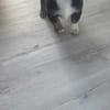 Pigwa