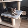 Pola