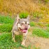 Französisches Bulldoggen Mädchen Buny