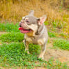 Französisches Bulldoggen Mädchen Buny