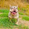 Französisches Bulldoggen Mädchen Buny