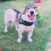 Carlos ein toller Freund an Deiner Seite