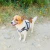 Kleine Sisa sucht kuscheliges Körbchen