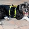 LEONA - auf der Suche nach ihrem Glückskörbchen!