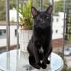 Kleiner Pirat Charly sucht Zuhause