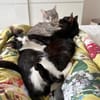 Kleiner Pirat Charly sucht Zuhause