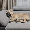 Pablo sucht ein Heim um zu bleiben