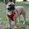 Pablo sucht ein Heim um zu bleiben
