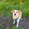 Jack Russel Mix Mädchen Jackie