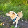 Jack Russel Mix Mädchen Jackie
