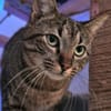 Morris sucht entgültiges Zuhause