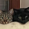 Morris sucht entgültiges Zuhause