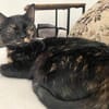 Verschmuste Bonnie sucht ihr Zuhause
