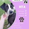Rita  sucht ihr Zuhause