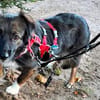 Josie, auf einer Pflegestelle