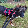 Josie, auf einer Pflegestelle