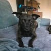 Lilith sucht jetzt ihr Für-immer-Zuhause!