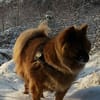 Notfall - Herrchen verstorben