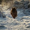 Notfall - Herrchen verstorben