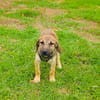 Max sucht ein Zuhause