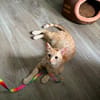 Jamie sucht ein Zuhause