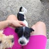 Gipsy, kleine Hündin mit großem Herz