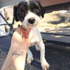 Gipsy, kleine Hündin mit großem Herz