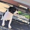 Gipsy, kleine Hündin mit großem Herz