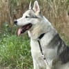 Laika-Dame MiRTA wartet auf dich!
