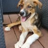 lieber Welpenjunge Pepito auf PS in 90443