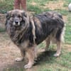 Balu 63 cm (Pflegestelle)