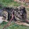 Balu 63 cm (Pflegestelle)