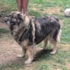 Balu 63 cm (Pflegestelle)
