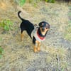 Dobri ein kleiner Pinscher