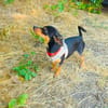 Dobri ein kleiner Pinscher