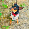 Dobri ein kleiner Pinscher