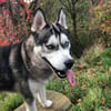 Husky-Bub JURi  will mit dir spielen
