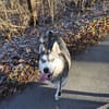 Husky-Bub JURi  will mit dir spielen