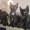 Quatre - kleiner Wonneproppen